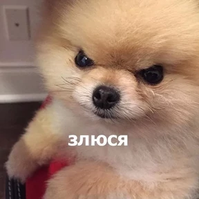 Забавные животные №11