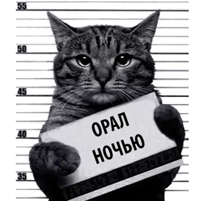 Кот-рецидивист №21