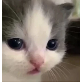 Котики 3 №1
