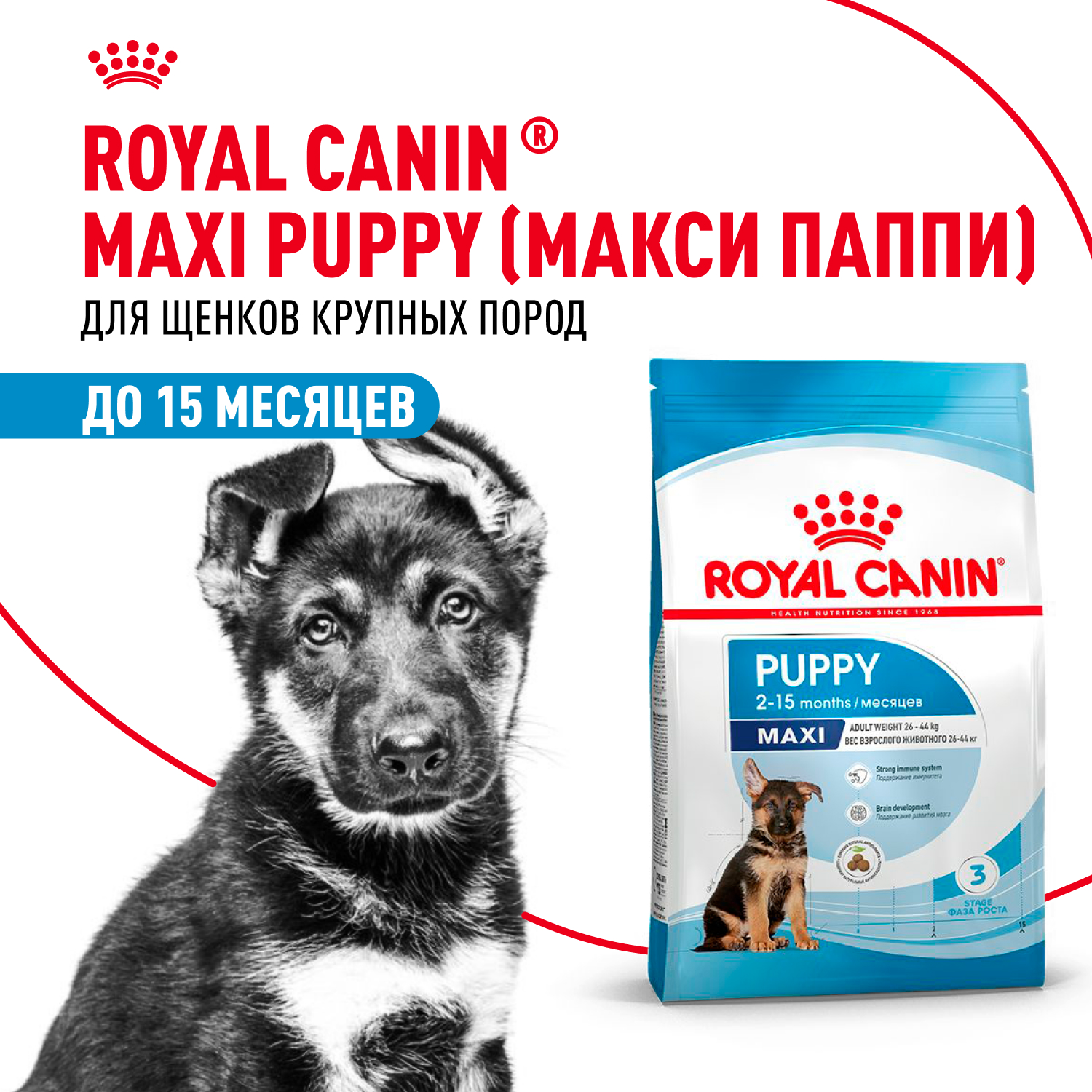 Купить сухой корм Royal Canin для щенков Maxi Puppy в официальном