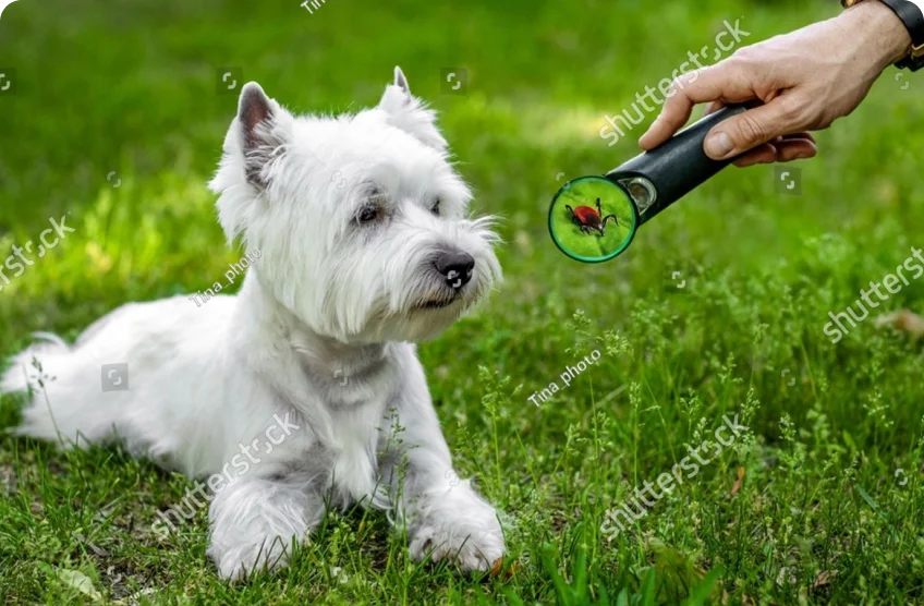 Как перевезти собаку на машине