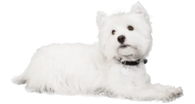Почему CESAR
