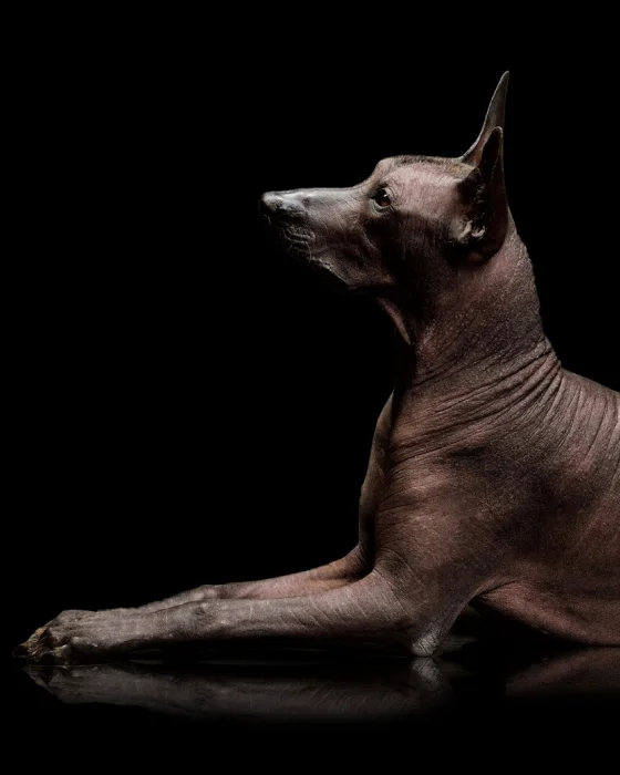 Перуанская собака