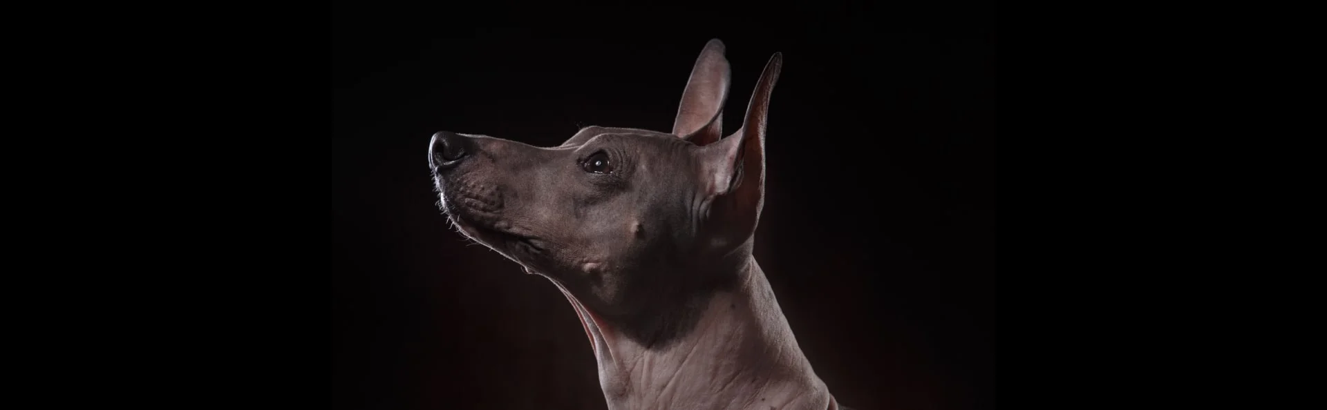 Ксолоитцкуинтли