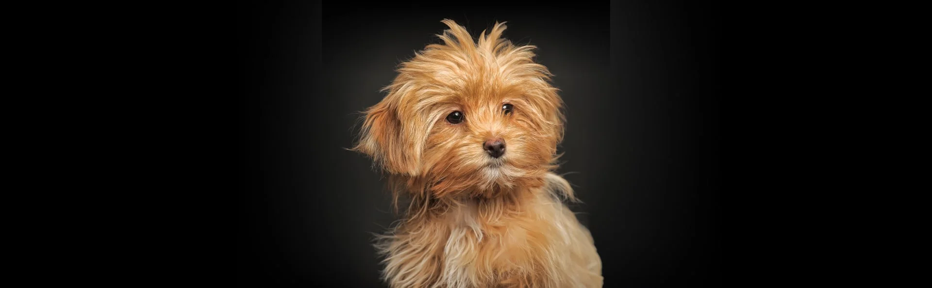 Петербургская орхидея