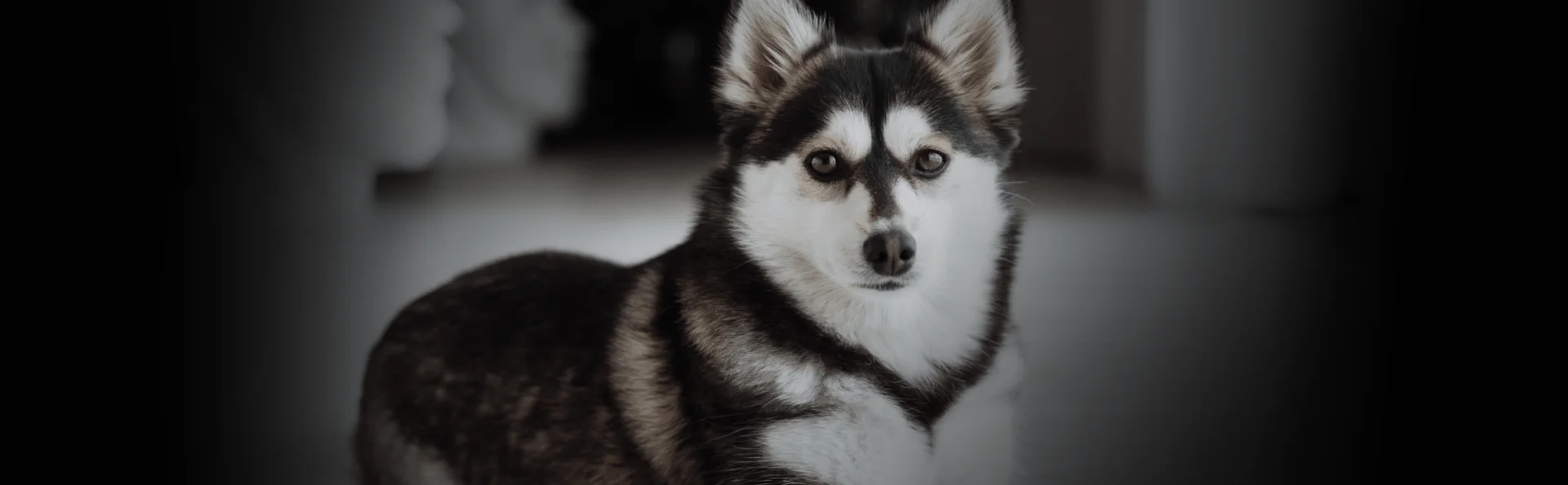 Аляскинский кли-кай (мини хаски)