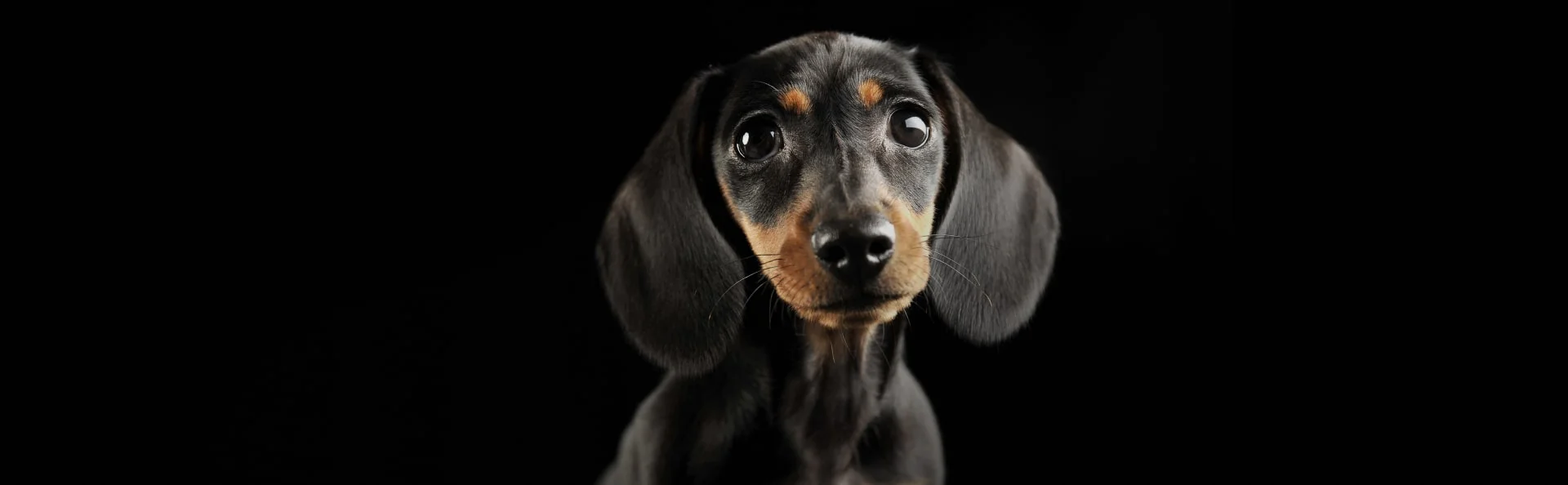 Карликовая такса