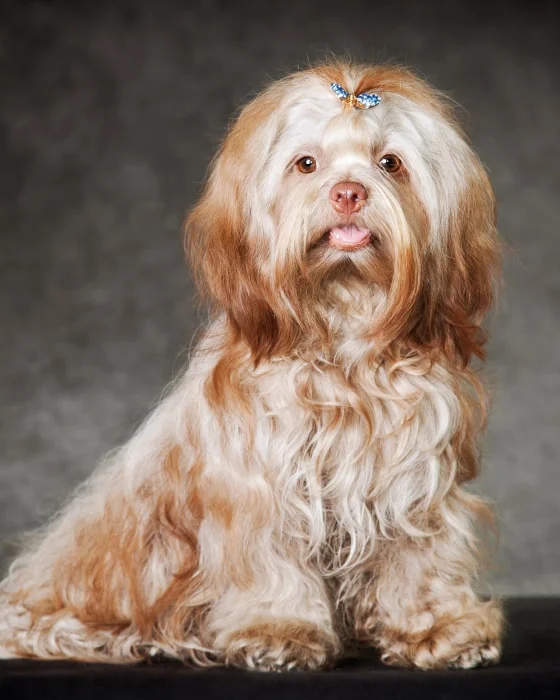 Русская цветная болонка