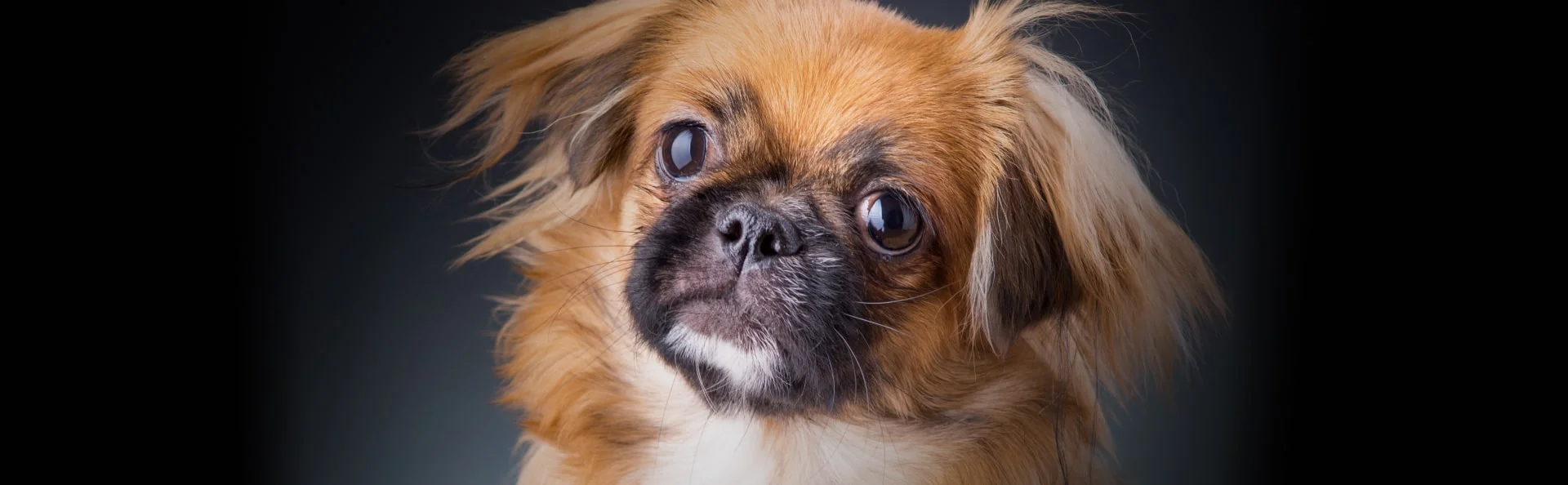 Тибетский спаниель