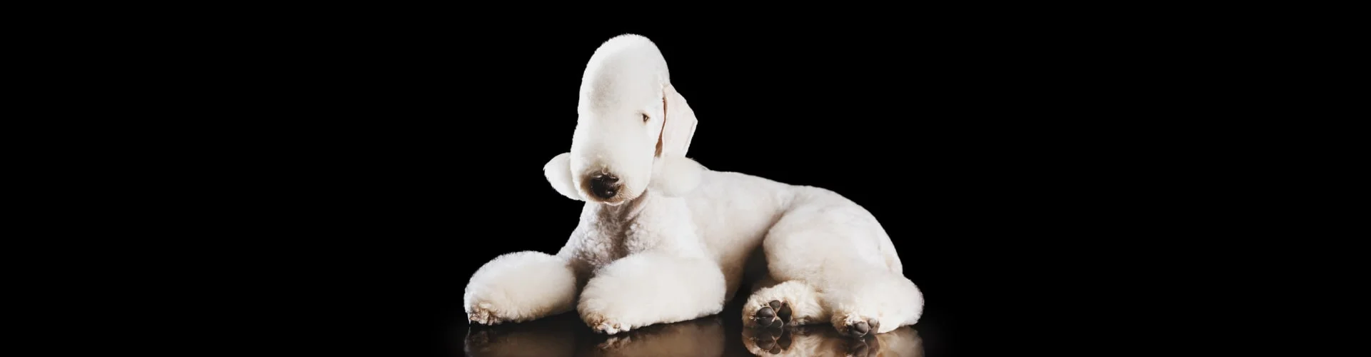 Бедлингтон терьер