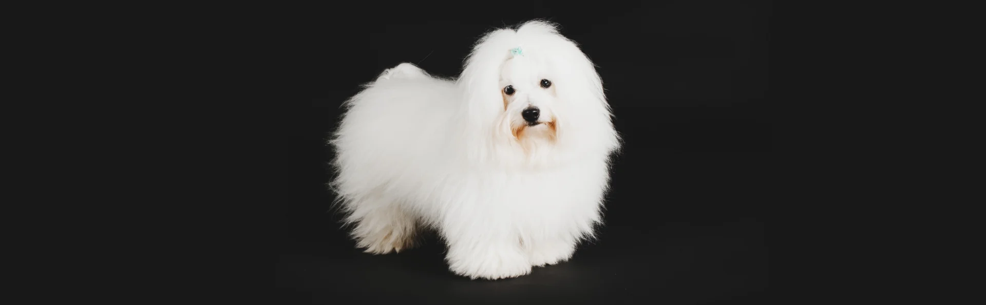 Котон де тулеар