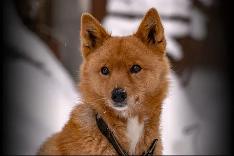 Финский шпиц