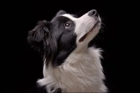 Бордер-колли