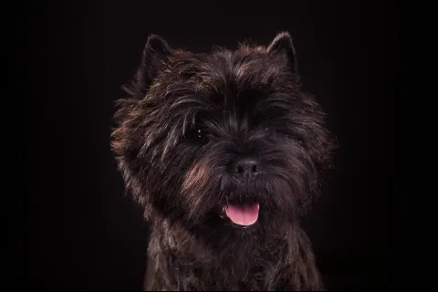 Керн-терьер