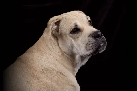 Ка-де-бо