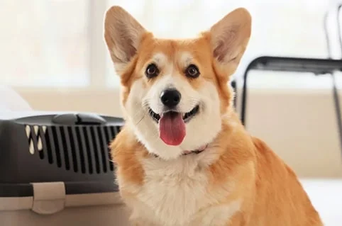 Путешествие с собакой