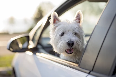 Что делать, если собаку укачивает в поездке на машине?