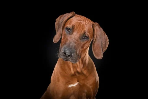 Гладкошерстные породы собак