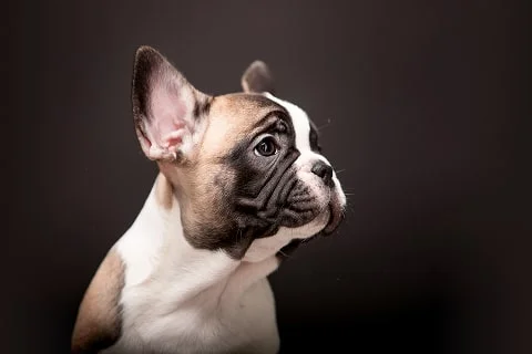 Заболевания кожи у собак