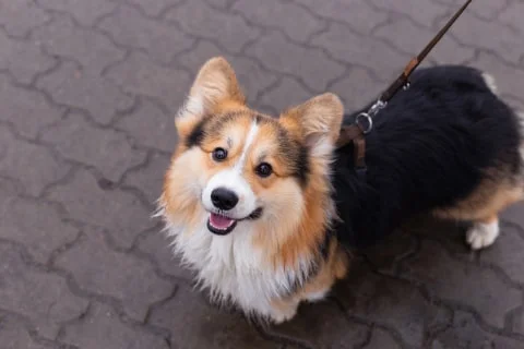 Правила выгула собак