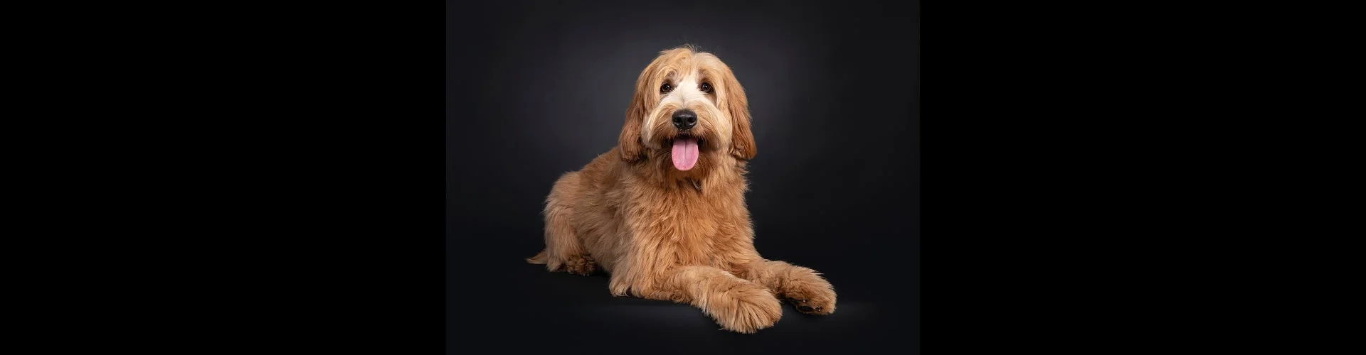 Как определить возраст собаки?