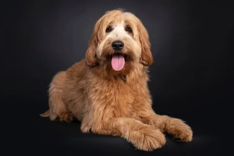 Как определить возраст собаки?