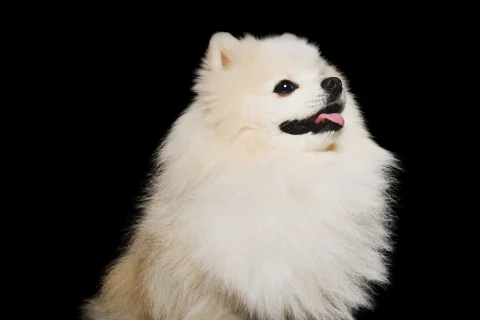 Можно ли собакам давать кости?