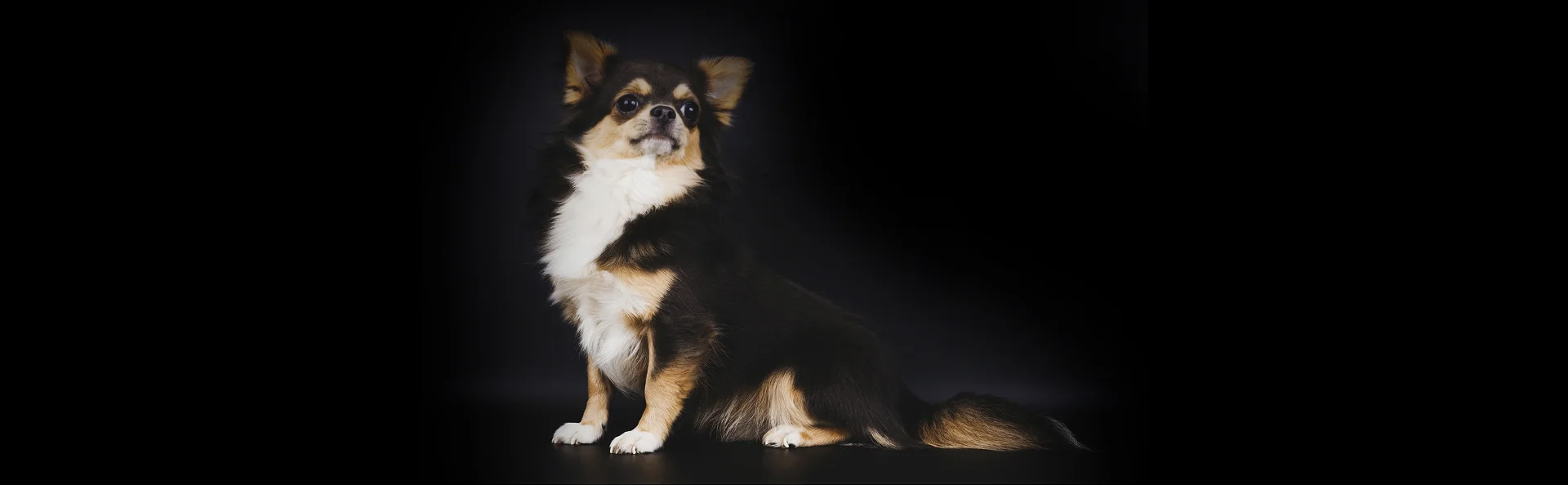 У собаки перхоть: что делать?