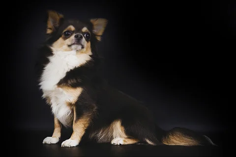 У собаки перхоть: что делать?