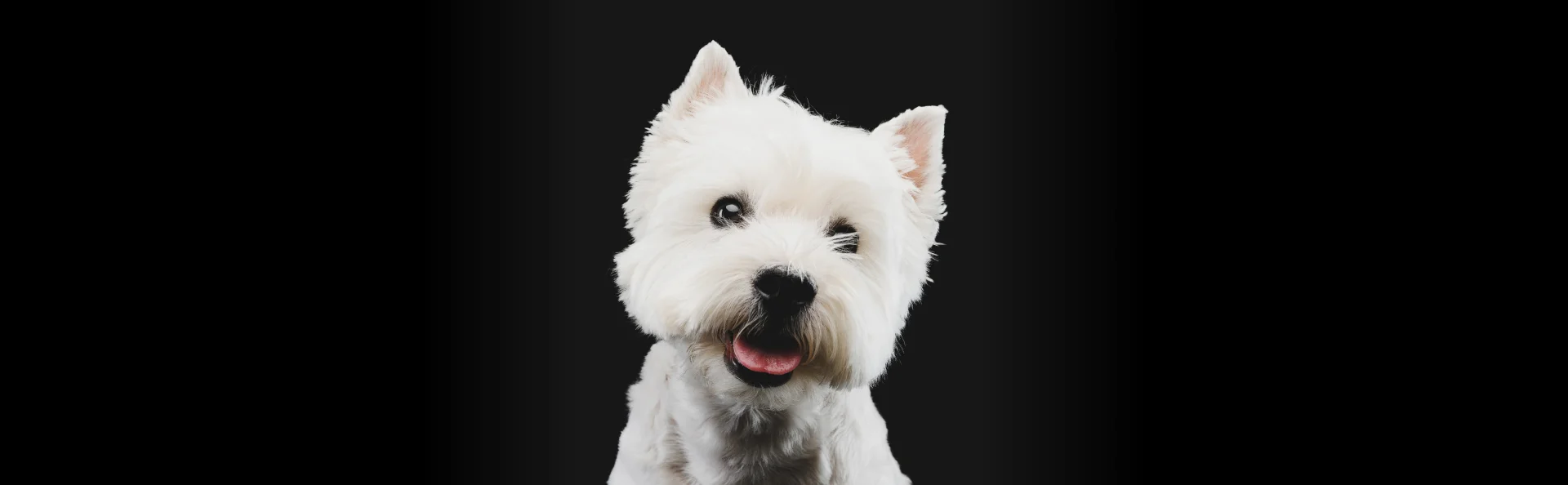 Почему собака облизывается?