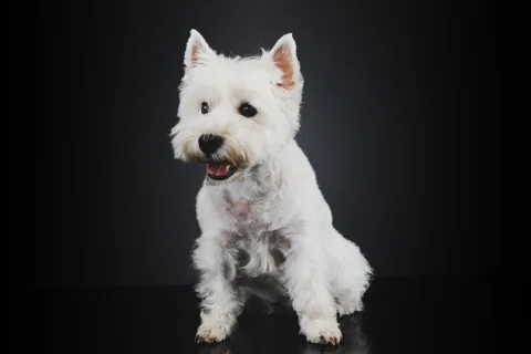 Обезвоживание у собаки