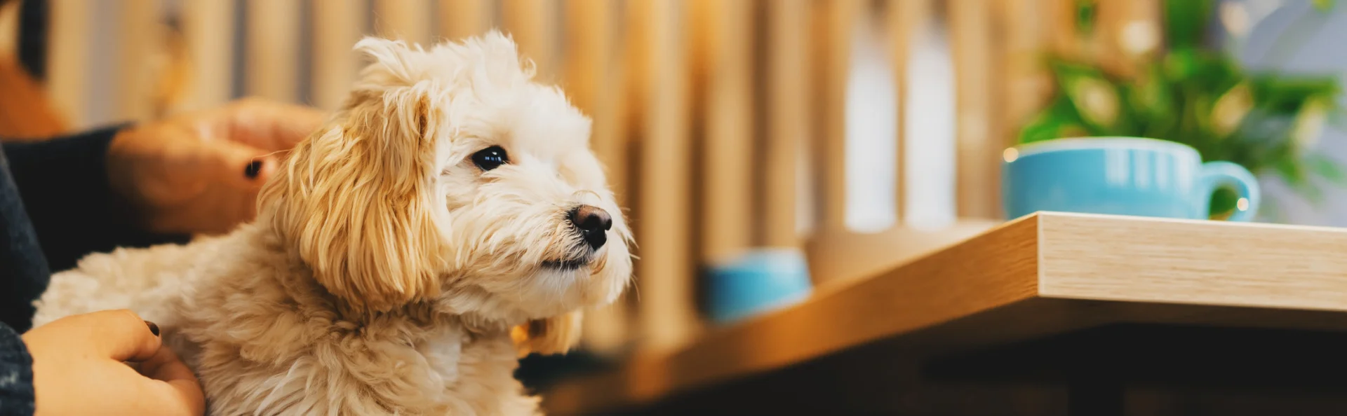 Кафе и рестораны дог френдли