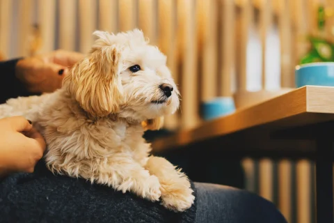 Кафе и рестораны дог френдли