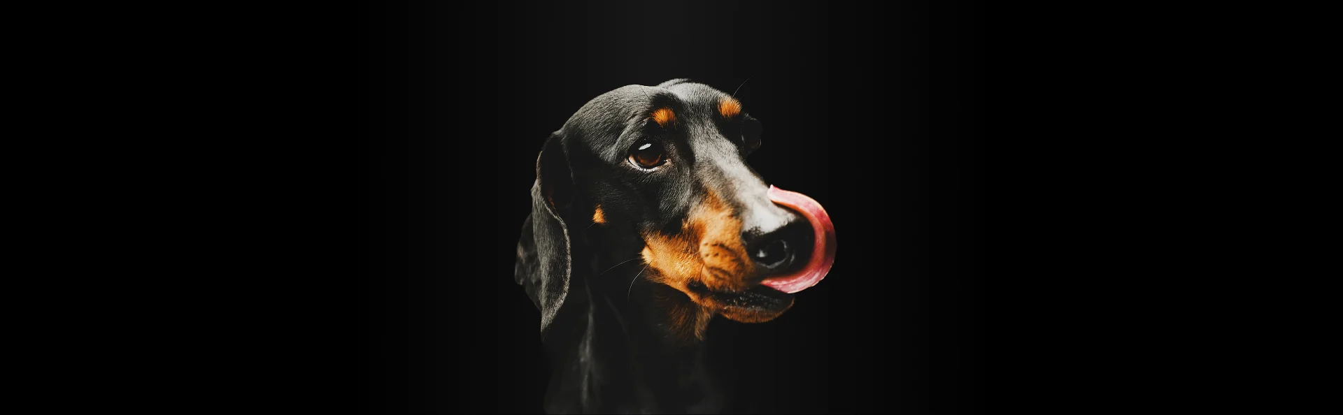 Чем кормить таксу?