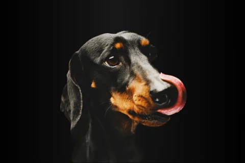 Чем кормить таксу?