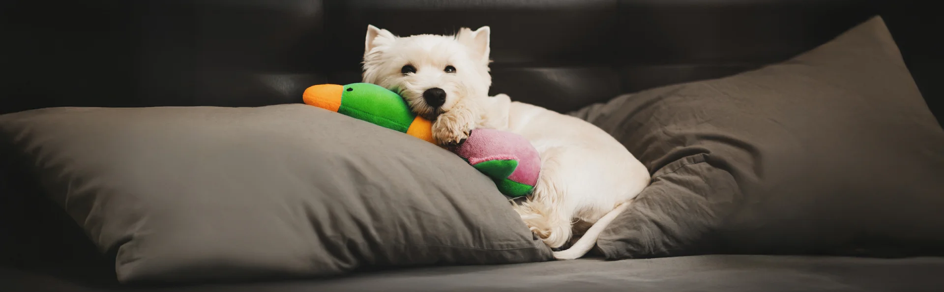 Гостиницы для путешествий с собакой