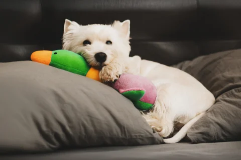 Гостиницы для путешествий с собакой