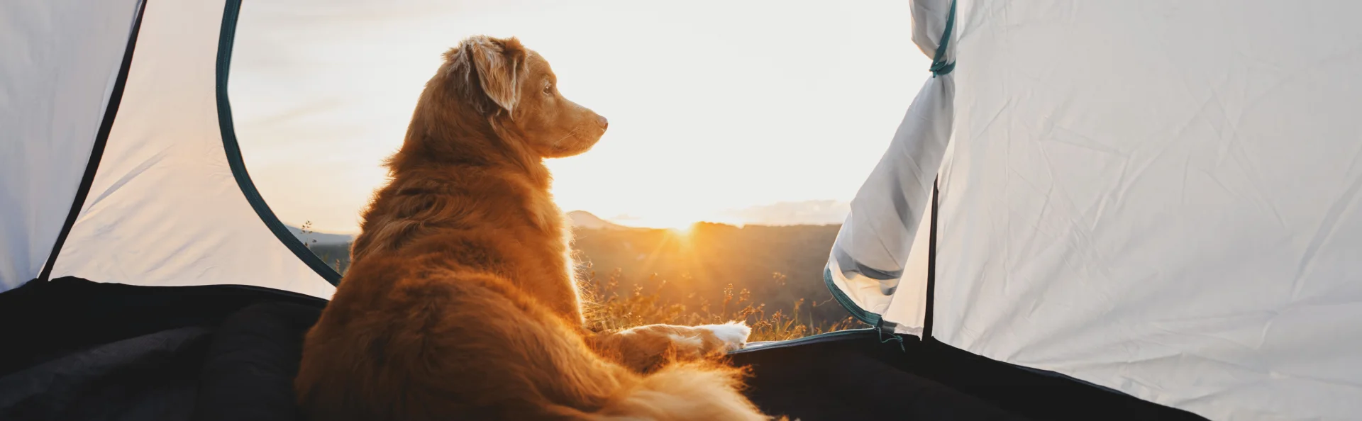 Как ходить в поход с собакой?