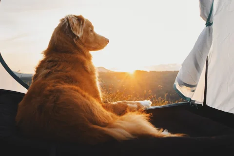 Как ходить в поход с собакой?