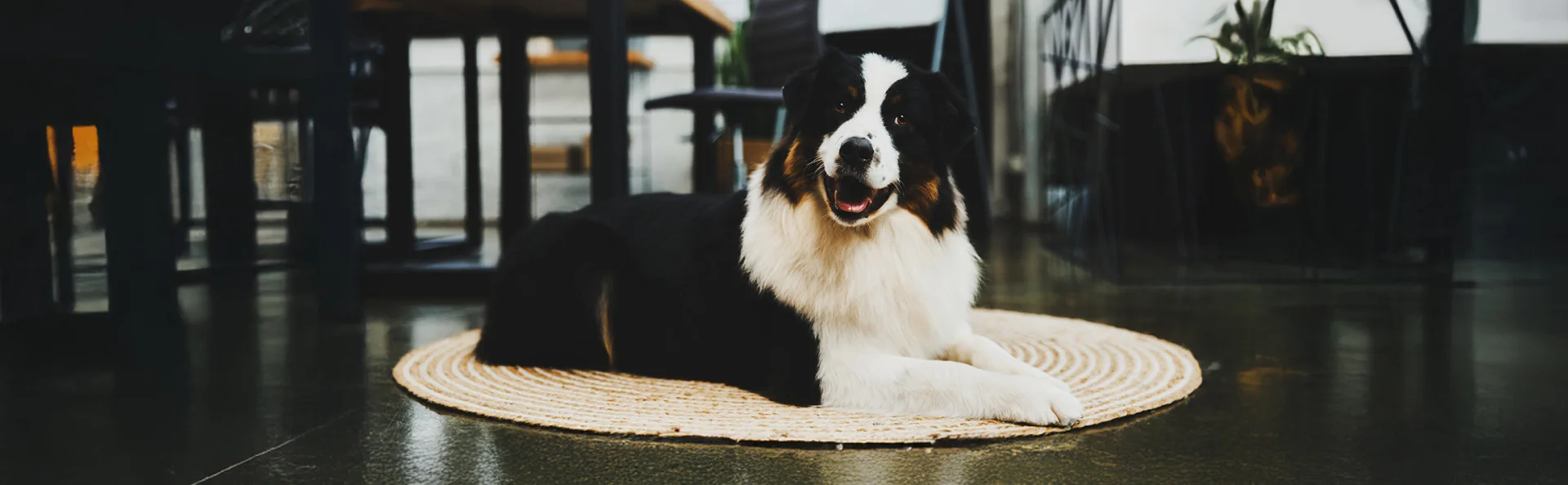 Дог френдли офисы