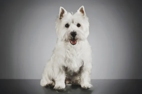 Как определить что собака здорова?