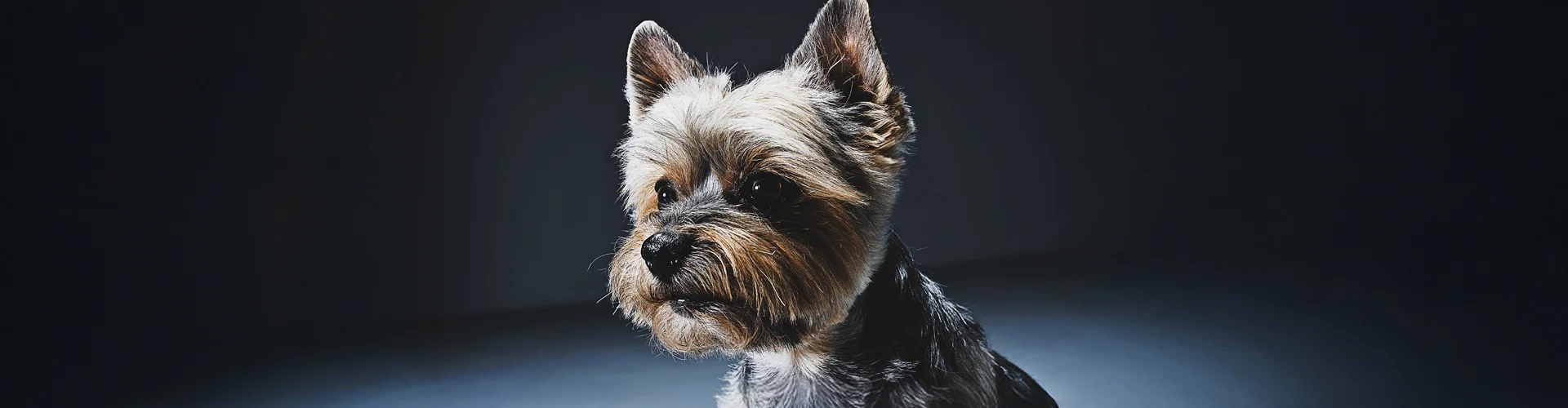 Почему собака рычит во время еды?