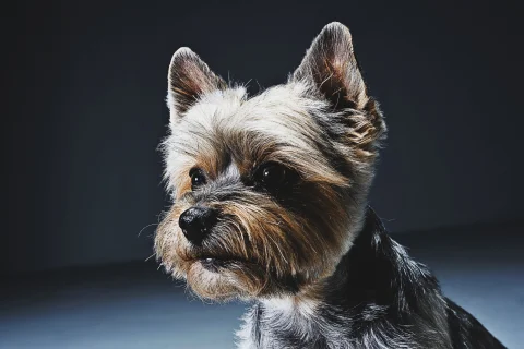 Почему собака рычит во время еды?