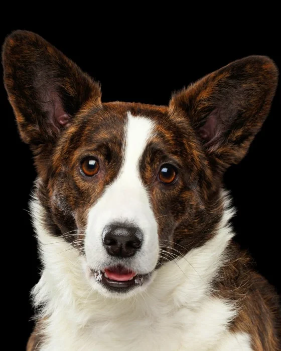 Вельш-корги кардиган