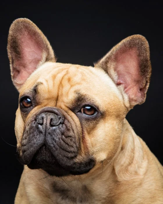 Французский бульдог