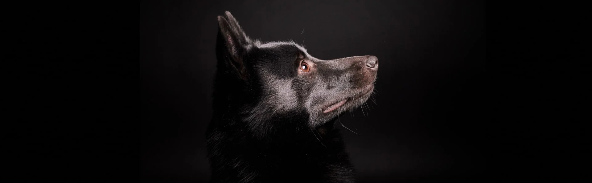 Шипперке (схиперке)