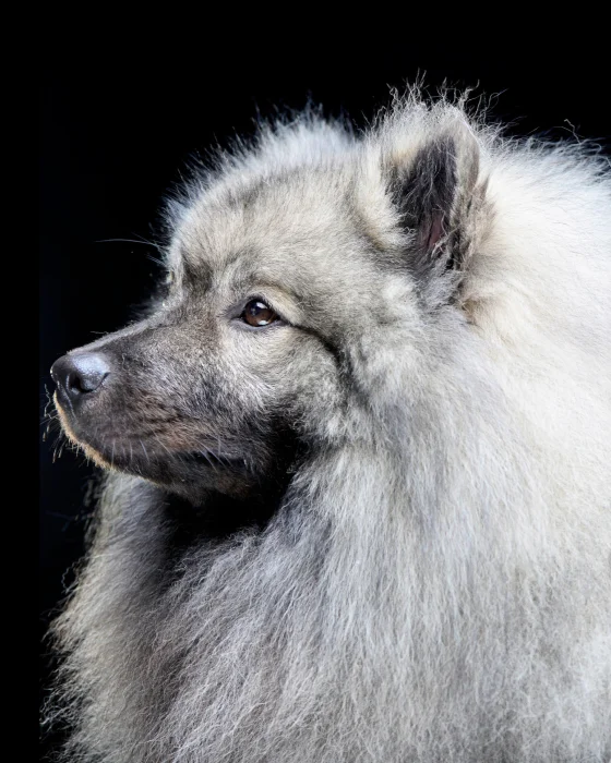 Немецкий волчий шпиц