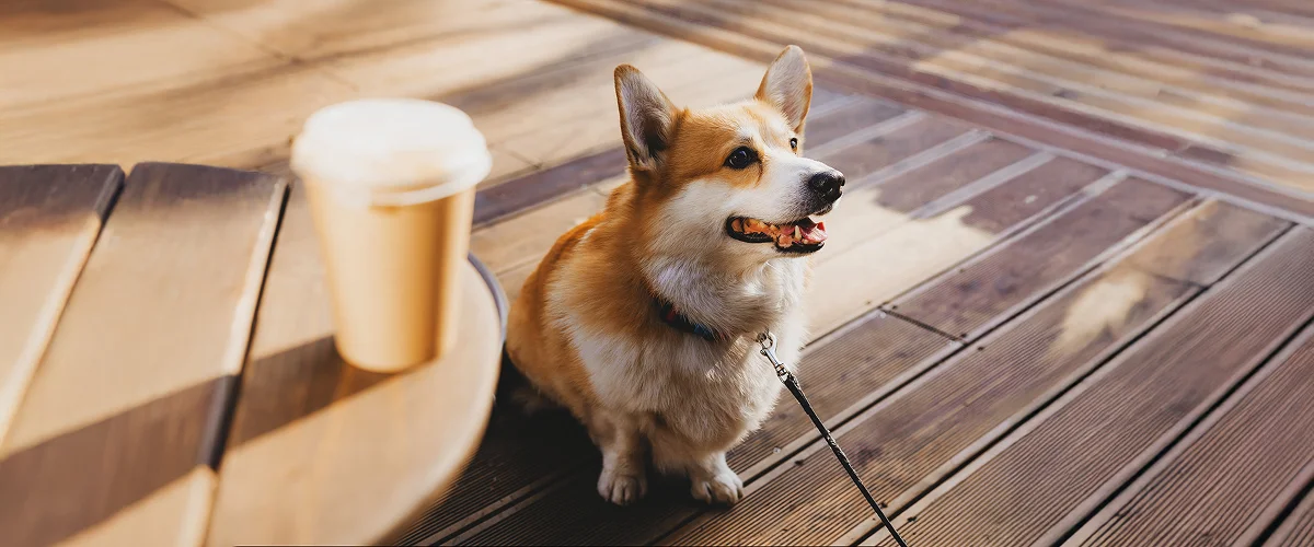 Наличие меню или лакомств для питомца