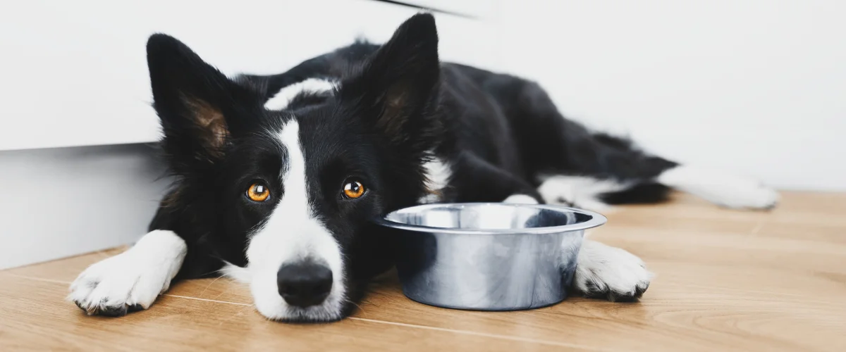 Нарушение пищевого поведения у собаки