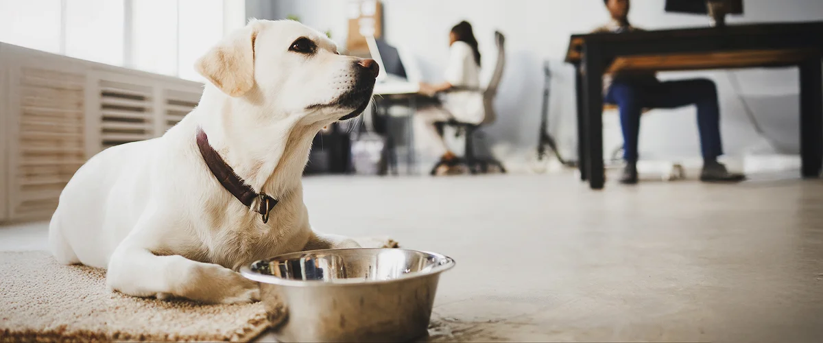 Кормление собаки в офисе на рабочем месте